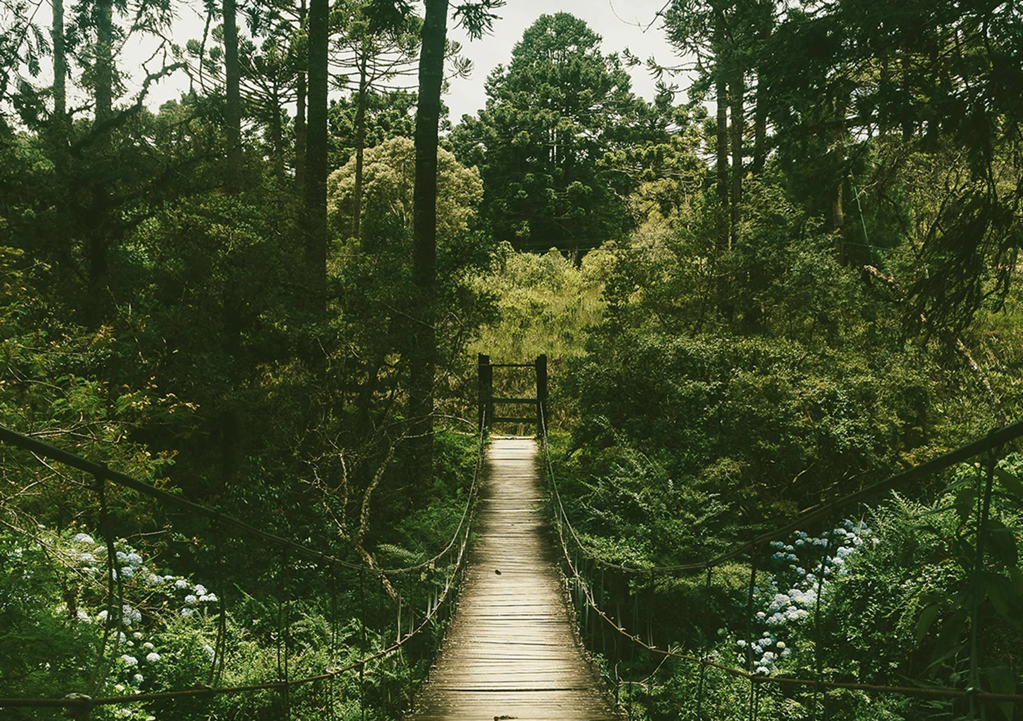 Hängebrücke im Wald